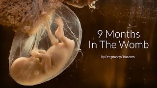 9 Months In The Womb A Remarkable Look At Fetal Development Through Ultrasound By PregnancyChatcom [upl. by Sateia]