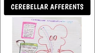 Cerebellar Afferent Pathways Made EASY [upl. by Anirda57]