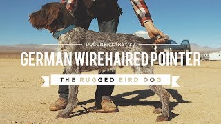 ALL ABOUT GERMAN WIREHAIRED POINTERS [upl. by Selma87]