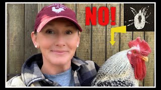 Lice amp Mites on YOUR Chickens How to PREVENT [upl. by Ttenyl742]