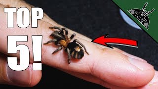 Top 5 MUST HAVE Tarantulas Beginner friendly list [upl. by Eugenie]