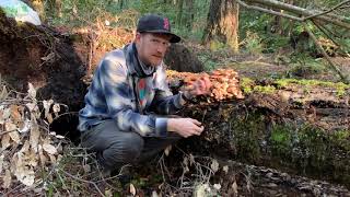 Foragers Advice on Honey Mushrooms  Armillaria Mellea at Salt Point State Park California [upl. by Taffy535]