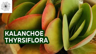 Todo sobre la suculenta Kalanchoe thyrsiflora [upl. by Jeri]