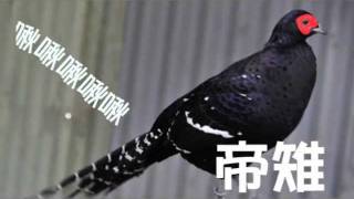 鳥鳥模仿秀首部曲帝雉啾啾啾之美花想聽Diss但賴皮只會帝雉 [upl. by Areit929]