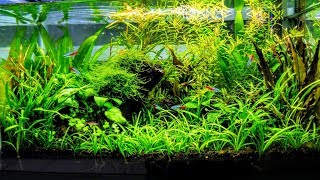 How To Aquascape A Low Tech Planted Aquarium part 1 [upl. by Edda]