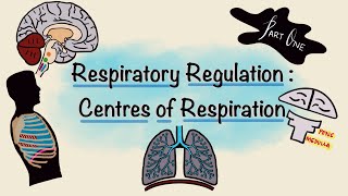 Respiratory Regulation  Part One  Centres of Respiration  Respiratory Physiology [upl. by Anelegna420]