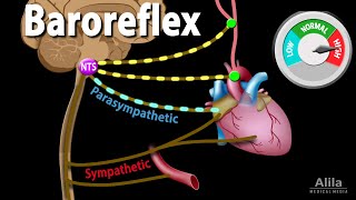 Baroreflex Regulation of Blood Pressure Animation [upl. by Lynnette]