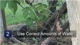 Watering Plants  How to Water Grape Vines [upl. by Woody470]