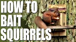 How to bait squirrels [upl. by Bibeau]