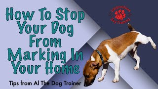 How To Stop Your Dog From Marking In Your Home  Tips From Al The Dog Trainer [upl. by Tsugua]