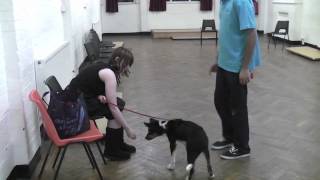 Four Feet on the Floor Jumping Up Behaviour in Dogs and Puppies [upl. by Jayme]