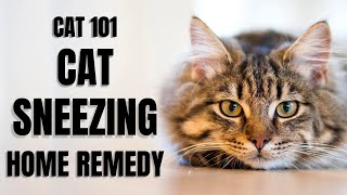 Cats 101  Cat Sneezing Home Remedy [upl. by Wolpert]