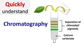 Chromatography [upl. by Pagas]