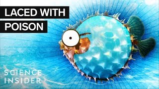 What’s Inside A Puffer Fish [upl. by Plato]