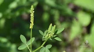 How to identify yellow sweet clover Melilotus officinalis [upl. by Eelrahs]