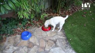 Choisir la bonne alimentation pour votre chien [upl. by Oranneg703]