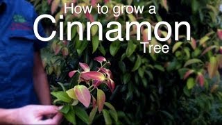 How to Grow a Cinnamon Tree [upl. by Dorlisa]