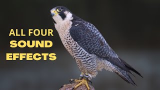 Peregrine Falcon All Sounds  The Fastest Animal on Earth [upl. by Baal]