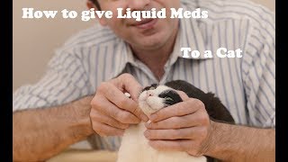 How to give liquid medication to a cat [upl. by Ellie568]