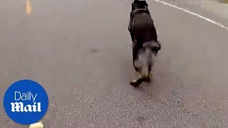 K9 dog chases thief  Daily Mail [upl. by Riedel]