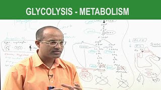 Glycolysis  Metabolism  Dr Najeeb [upl. by Erik550]