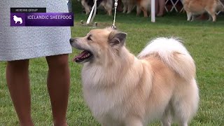 Icelandic Sheepdogs  Breed Judging 2021 [upl. by Uolyram717]