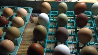 Hatching Chicks in an Incubator  From Start to Finish [upl. by Cherish]