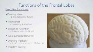 Frontal Lobes Functions [upl. by Airetal]