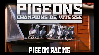 Le monde de la colombophilie  The world of pigeon racing  english subtitles [upl. by Jumbala]