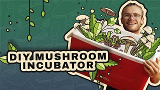 How to Incubate Mushrooms DIY Incubator [upl. by Darcia501]