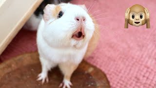 Guinea Pig MEGA Squeak and Noises Compilation [upl. by Erreipnaej715]