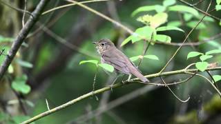 The Swainsons Thrush [upl. by Cardie]