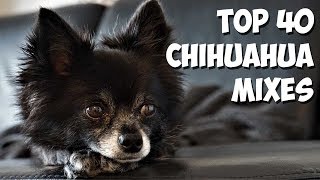 Top 40 Most Popular Chihuahua Mixes 🐶 2020 [upl. by Lory]