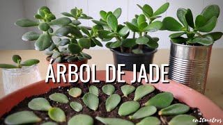 Cómo REPRODUCIR con éxito la suculenta ÁRBOL DE JADE 3 métodos  en20metros [upl. by Amaral]