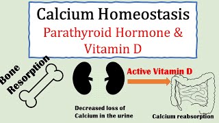 Calcium homeostasis Parathyroid hormone and Vitamin D [upl. by Coward]