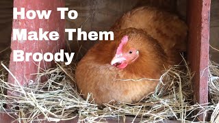 How to Make Hens Broody [upl. by Ecined]