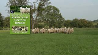 First Steps in BORDER COLLIE SHEEPDOG TRAINING  teaching herding dogs [upl. by Sverre782]