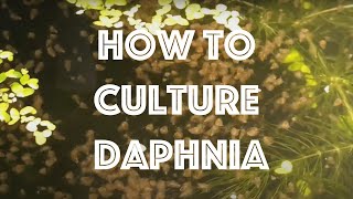 How To Culture Daphnia Magna [upl. by Minoru]