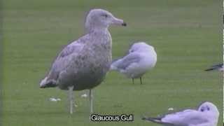 An eye for Iceland and Glaucous Gulls [upl. by Yrolam]