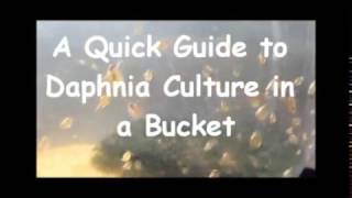 How to culture daphnia outside [upl. by Emelita]