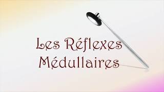 Neurofacile 9  Les réflexes médullaires [upl. by Naehgem186]