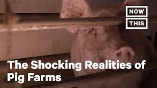 The Horrifying Truth About Pig Farms  NowThis [upl. by Llennoc30]