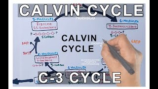 Photosynthesis  Calvin Cycle [upl. by Ecarg]