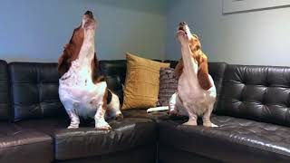 howling basset duet [upl. by Aihcsrop751]