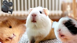 1 Hour REALTIME Guinea Pig Cam [upl. by Annavaig]