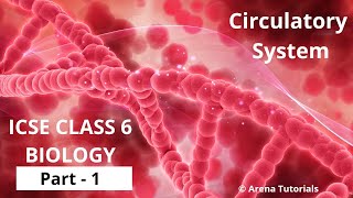 Circulatory System  ICSE CLASS 6 BIOLOGY  Part  1 [upl. by Ennaylime]