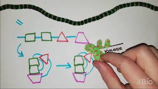 What is Phosphorylation [upl. by Tterraj]