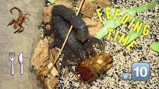 Scorpion feeding Video 10  AMBUSH  feat Hera [upl. by Elagiba]