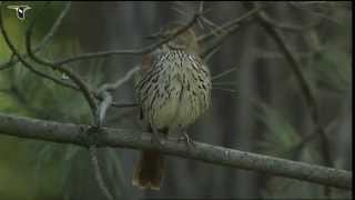 Brown Thrasher [upl. by Nadruoj390]