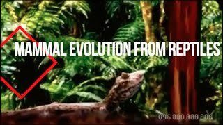 Mammal Evolution from Reptiles [upl. by Syverson]